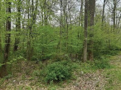 Forest Marino Property